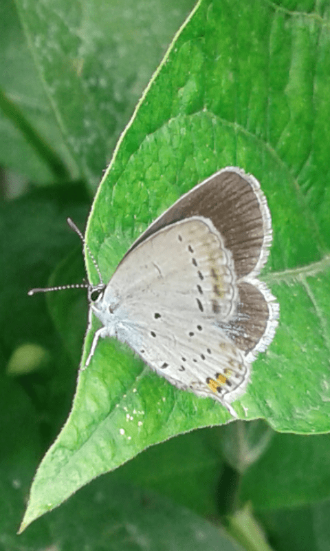 Cupido argiades (Lycaenidae), femmina? S